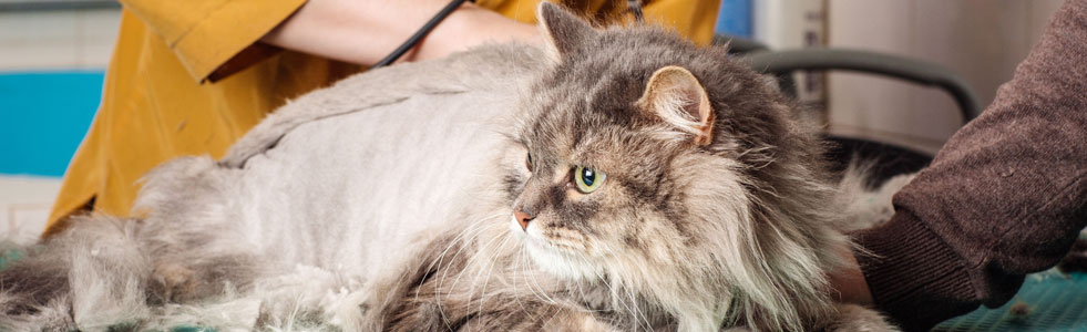 cat grooming shampoo