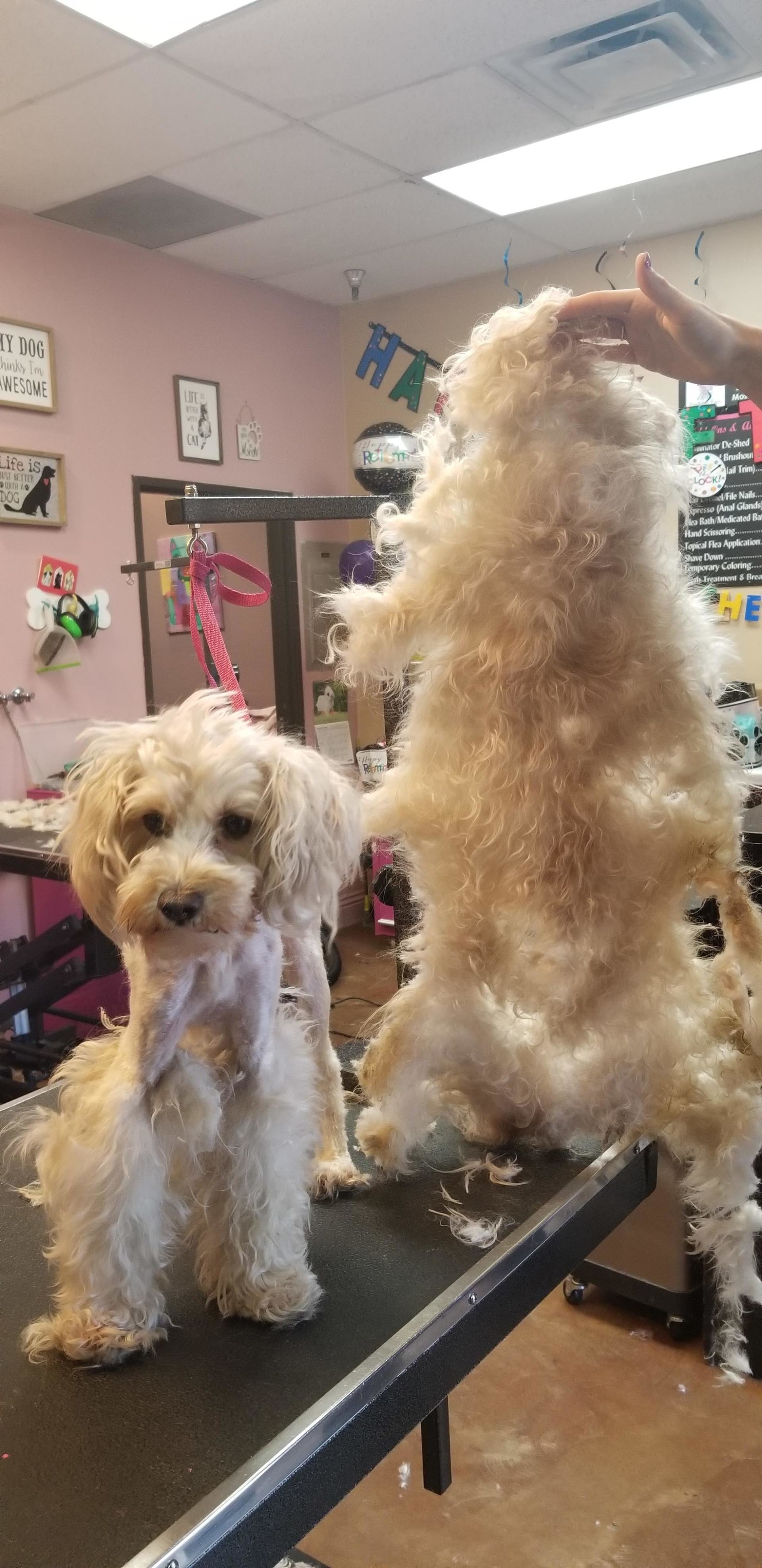 Pet Grooming Ear Cleaning Riverside, CA