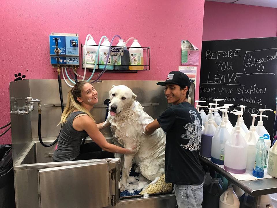 Pet Grooming Ear Cleaning Riverside, CA