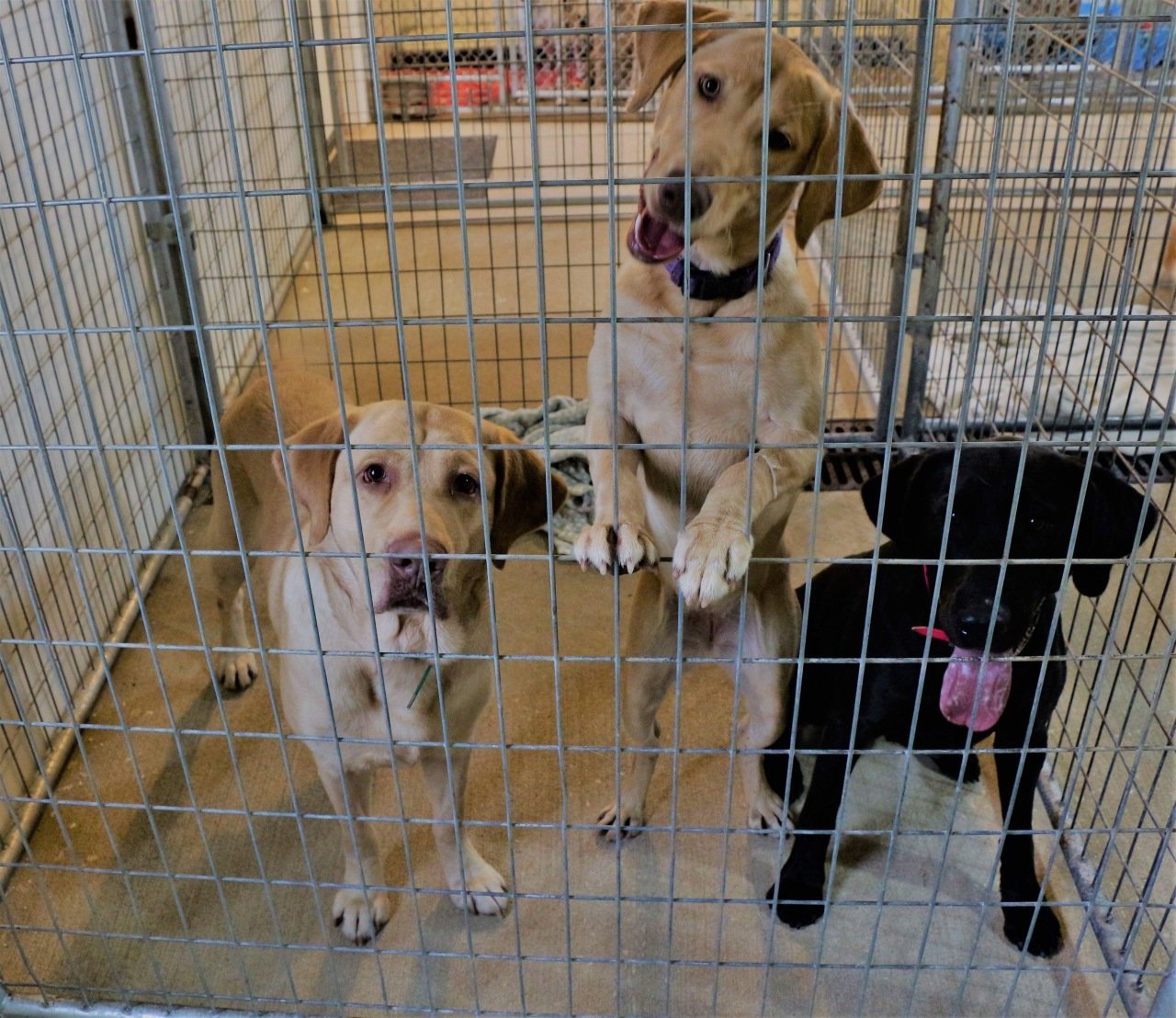 Pet Boarding Affordable Kennels Oshkosh, WI