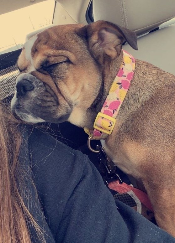 About Best Friends Veterinary Care Iowa City, IA