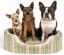 Pet Services - Rosalia, KS - Stony Creek Boarding Kennels