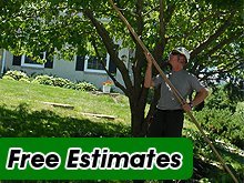 Tree Service - West Fargo, ND - Jason Fischer Hedge Service