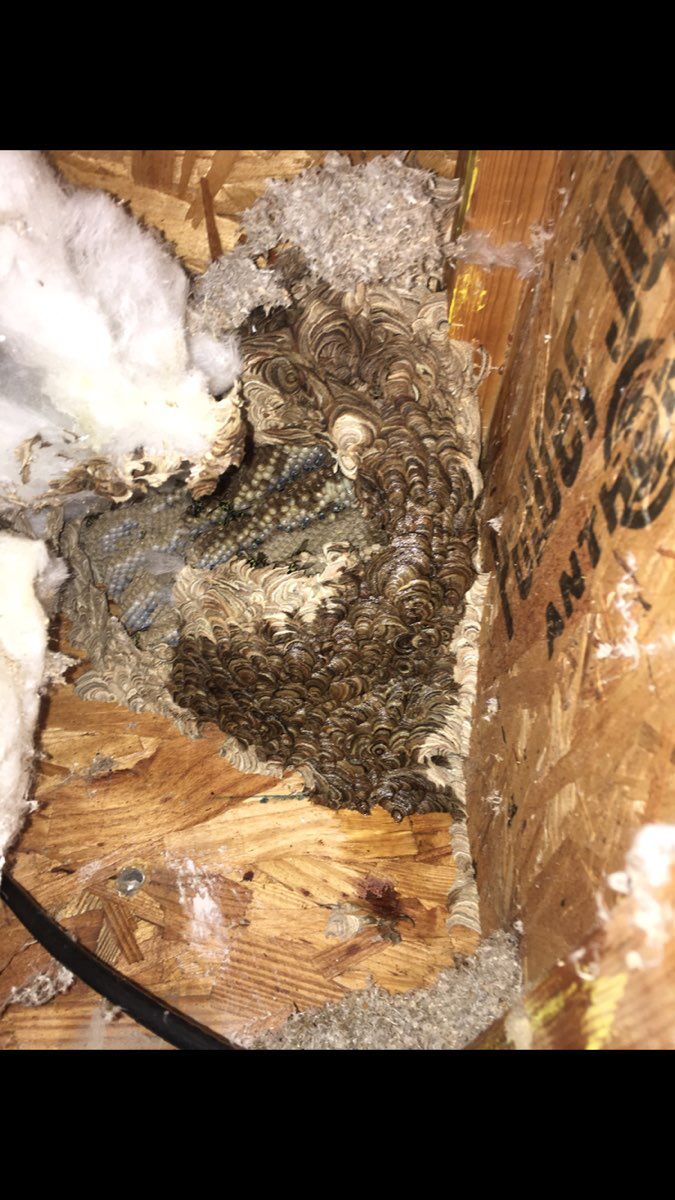 Bees nest removal cost, How Much Does Bee Removal Cost? (2024 Guide)