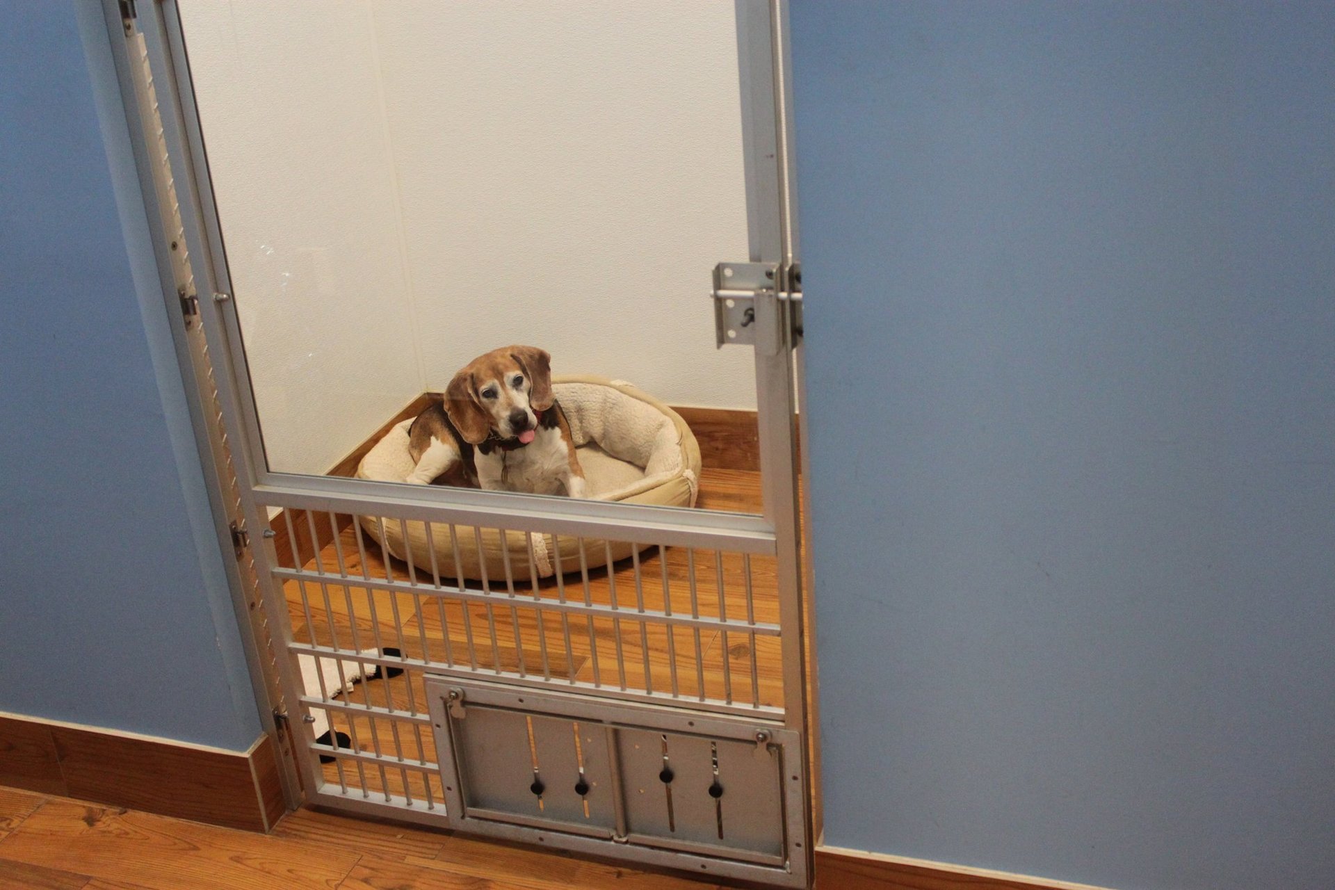 Pet Boarding Boarding Facility Surprise, AZ