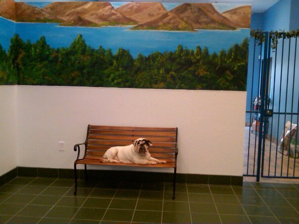 Kimbur Pet Wash & Suites