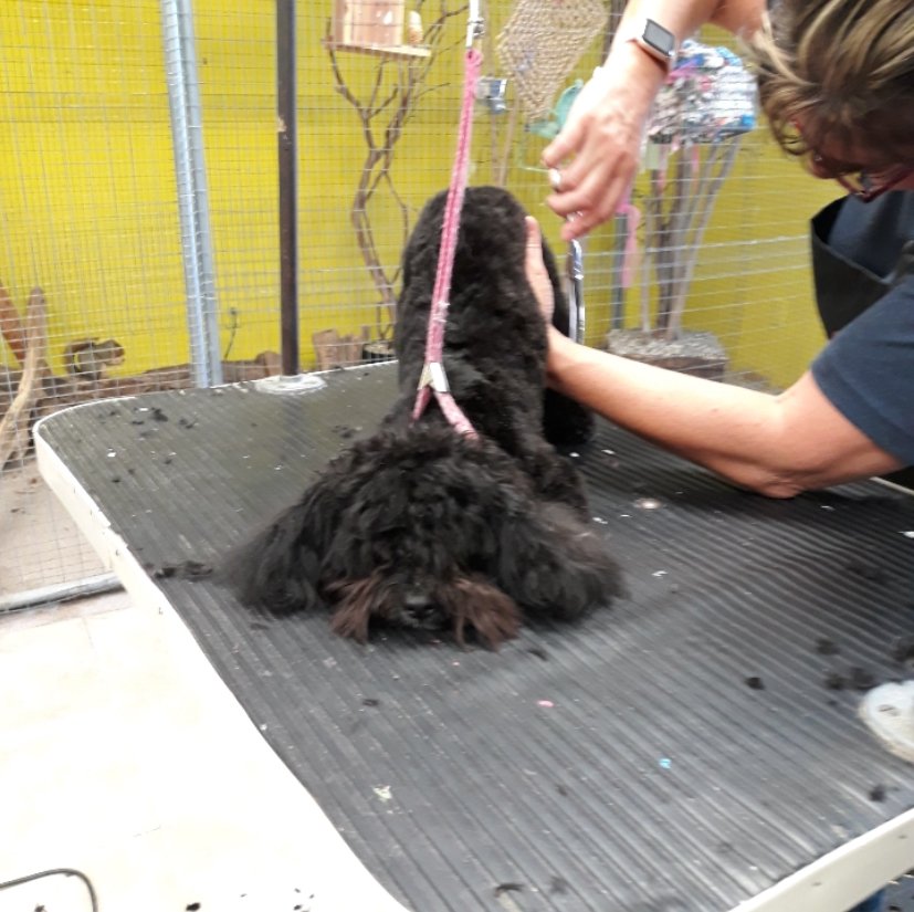 Unleashed Pet Grooming School Photo Gallery Oklahoma City, OK