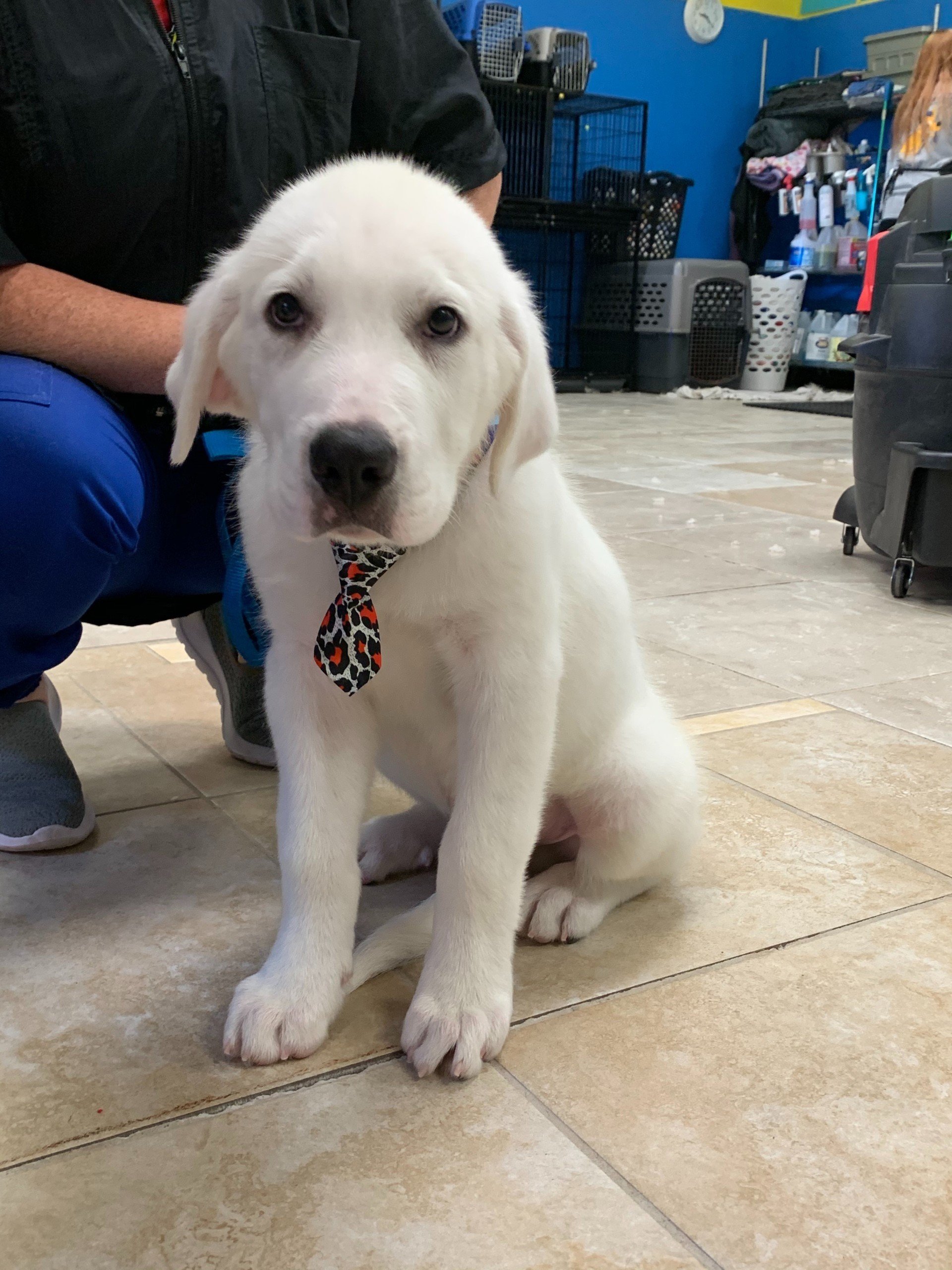 Unleashed Pet Grooming School Photo Gallery Oklahoma City, OK