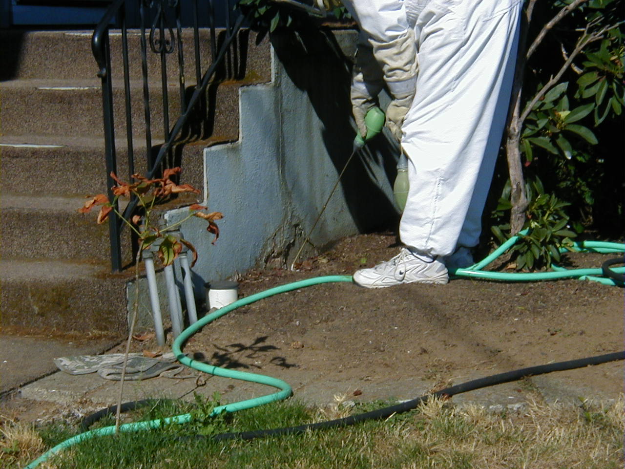 Yellow Jackets Extermination Wasps Portland, OR