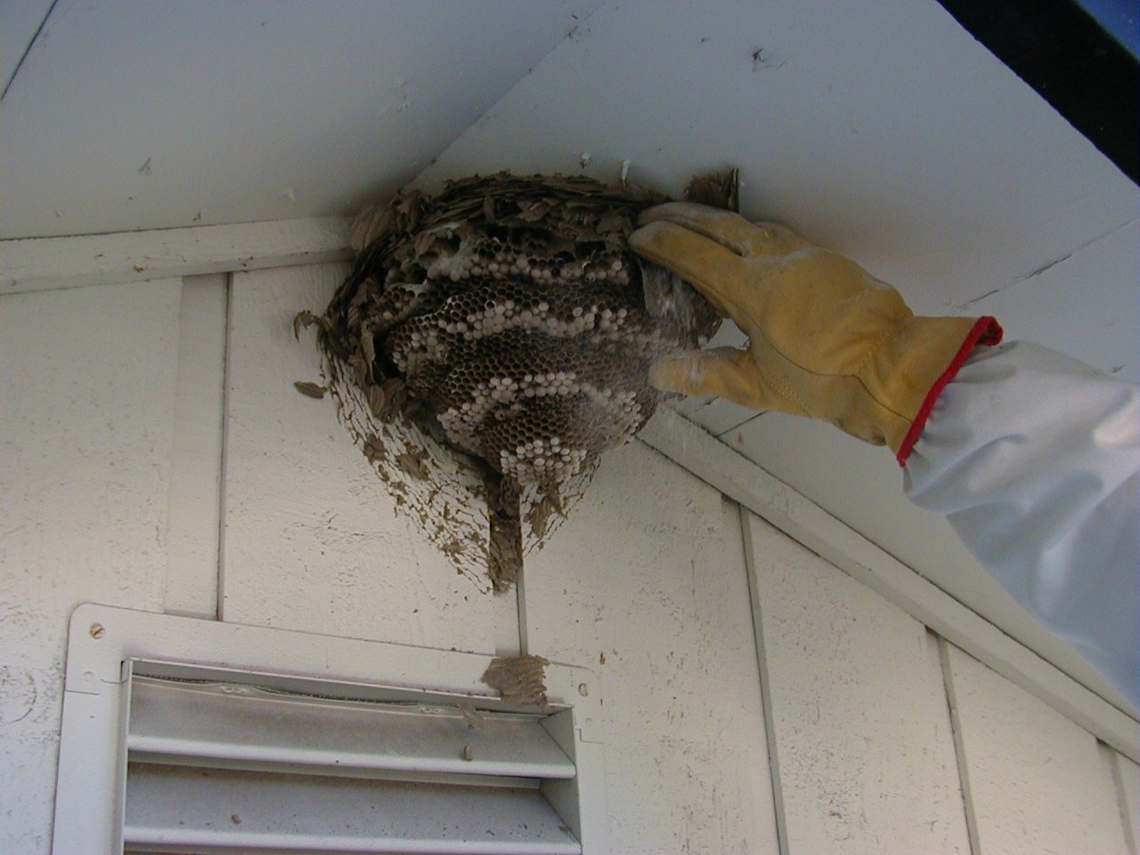 Yellow Jackets Extermination Wasps Portland, OR