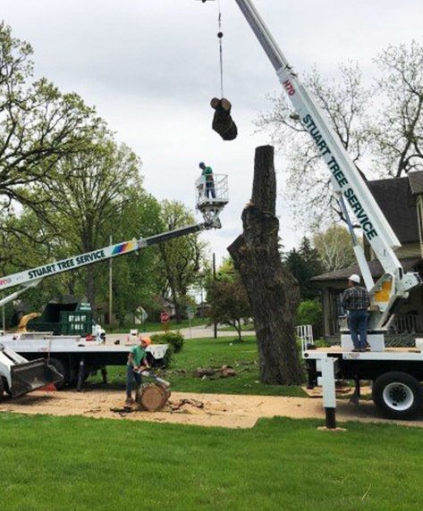 Stuart Tree Service | Tree Maintenance | Peru, IL