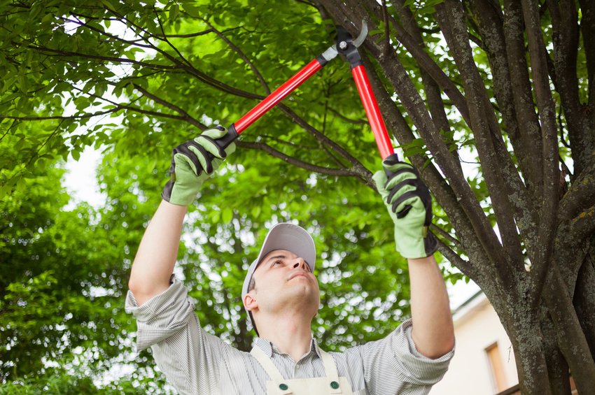 Alpine Tree Service Alpine Tree Service | Tree Removal | Reno, NV