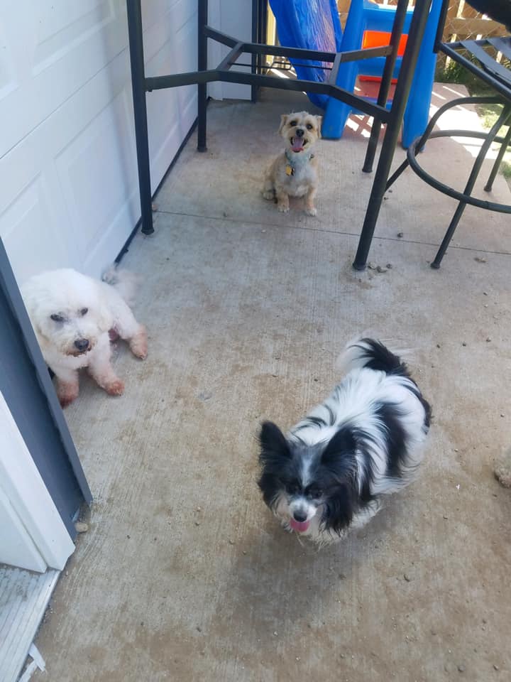 Happy Paws Photo Gallery Interlochen, MI