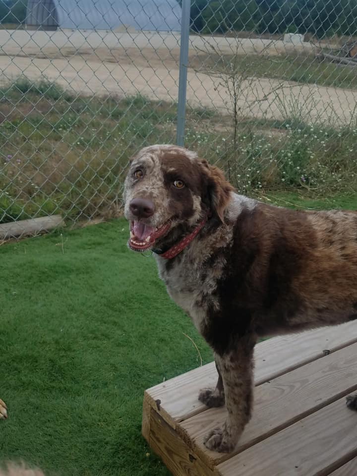 Happy Paws Photo Gallery Interlochen, MI