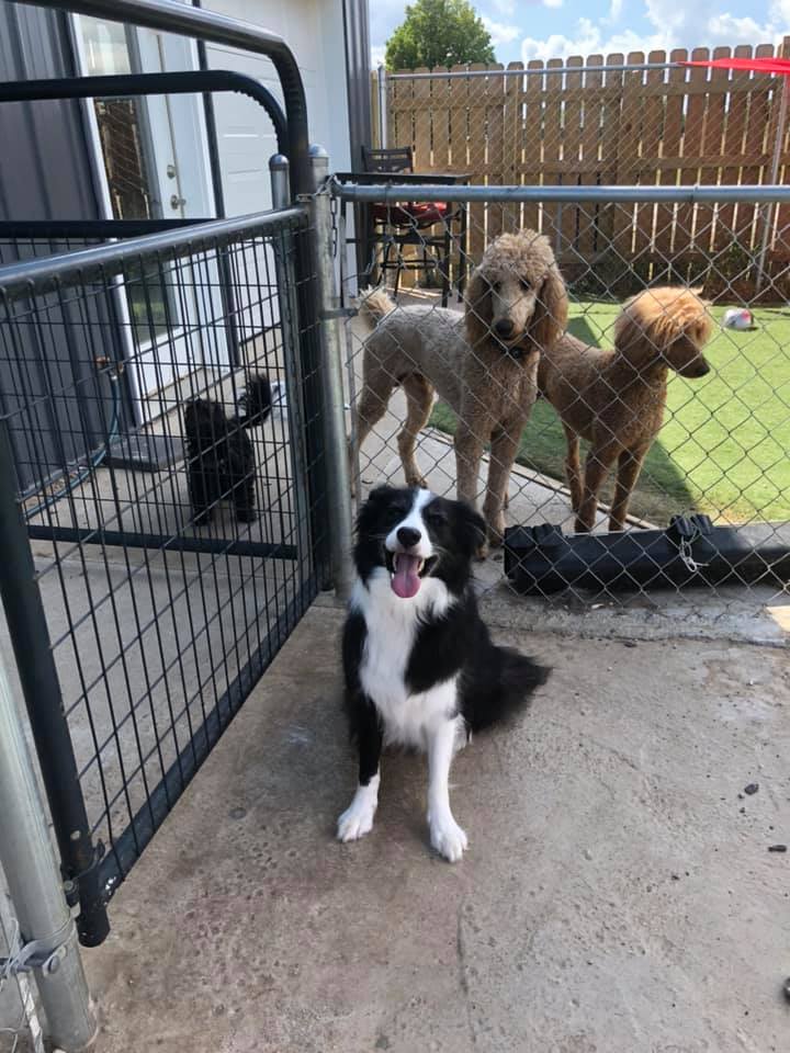 Happy Paws Photo Gallery Interlochen, MI