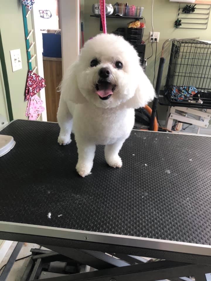 Happy Paws Photo Gallery Interlochen, MI