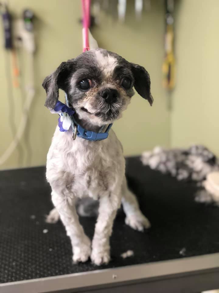 Happy Paws Photo Gallery Interlochen, MI