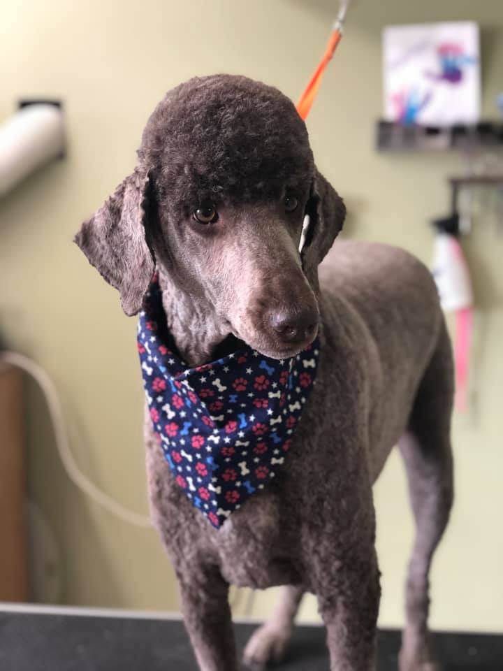 Happy Paws Photo Gallery Interlochen, MI