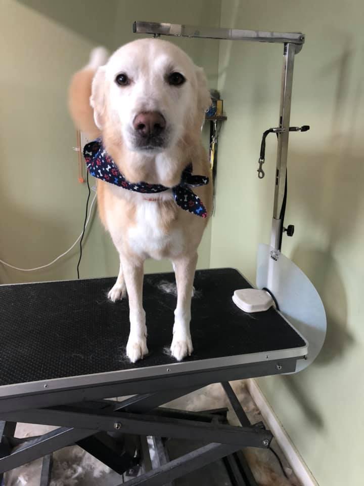 Happy Paws Photo Gallery Interlochen, MI