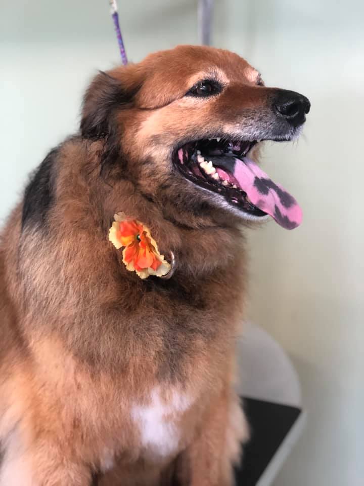 Happy Paws Photo Gallery Interlochen, MI