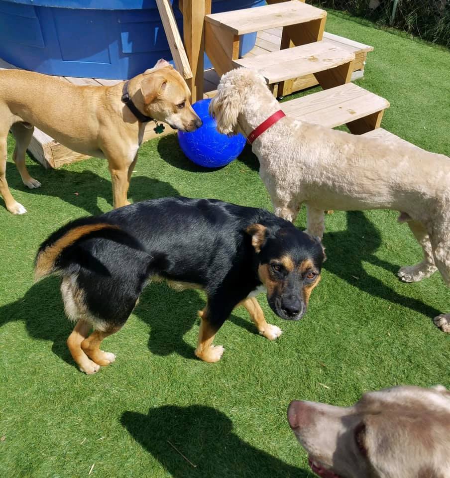 Happy Paws Pet Boarding Interlochen, MI