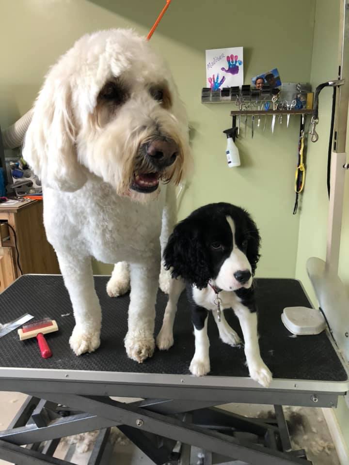 Happy Paws Photo Gallery Interlochen, MI