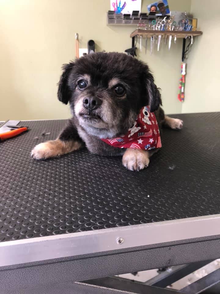 Happy Paws Photo Gallery Interlochen, MI