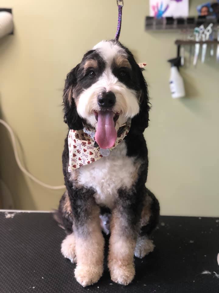 Happy Paws Photo Gallery Interlochen, MI