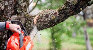 Cutting trees using a chainsaw