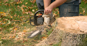Tree stump removal