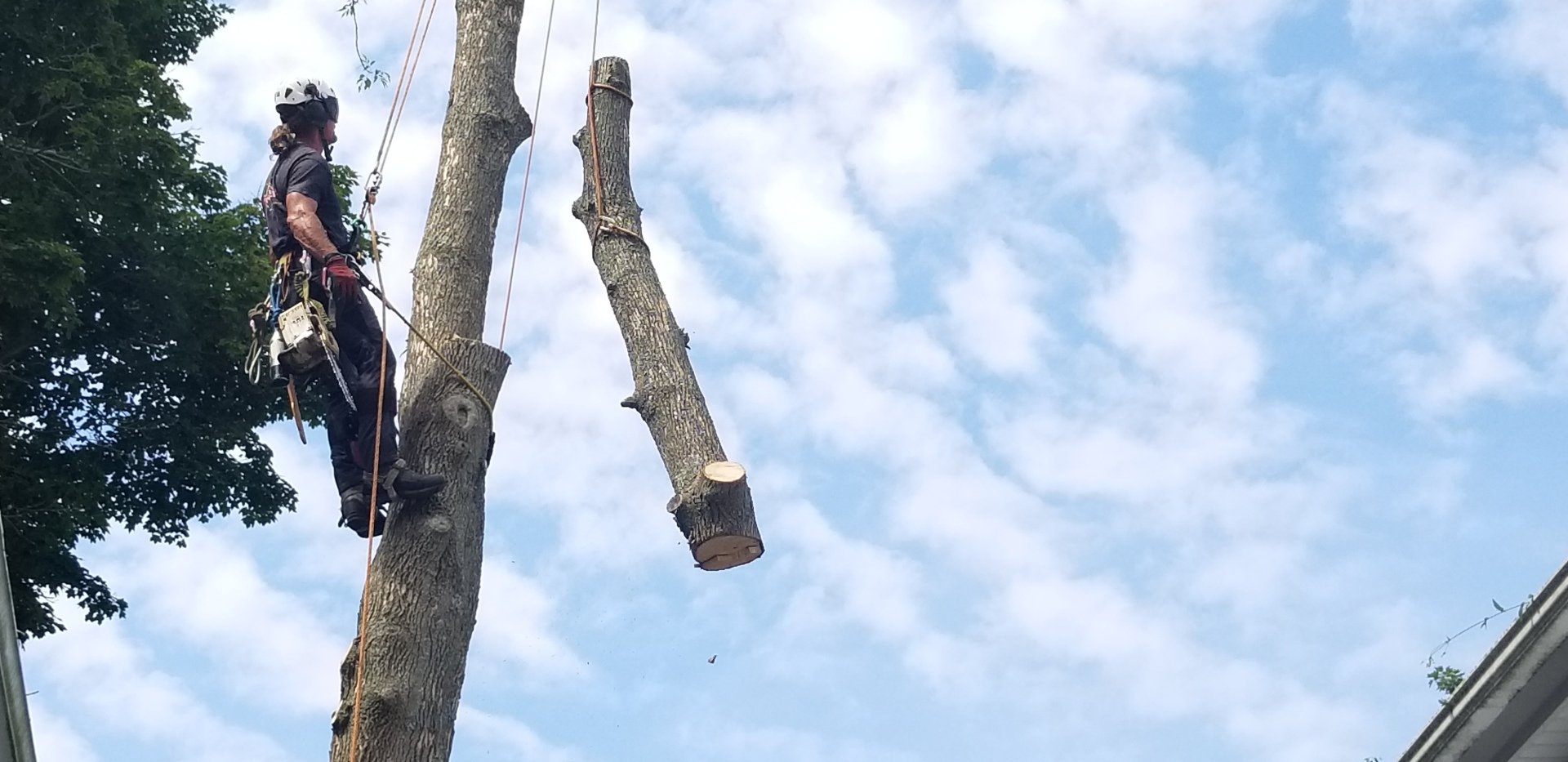 Affordable Tree Experts LLC Tree Service Madison, CT