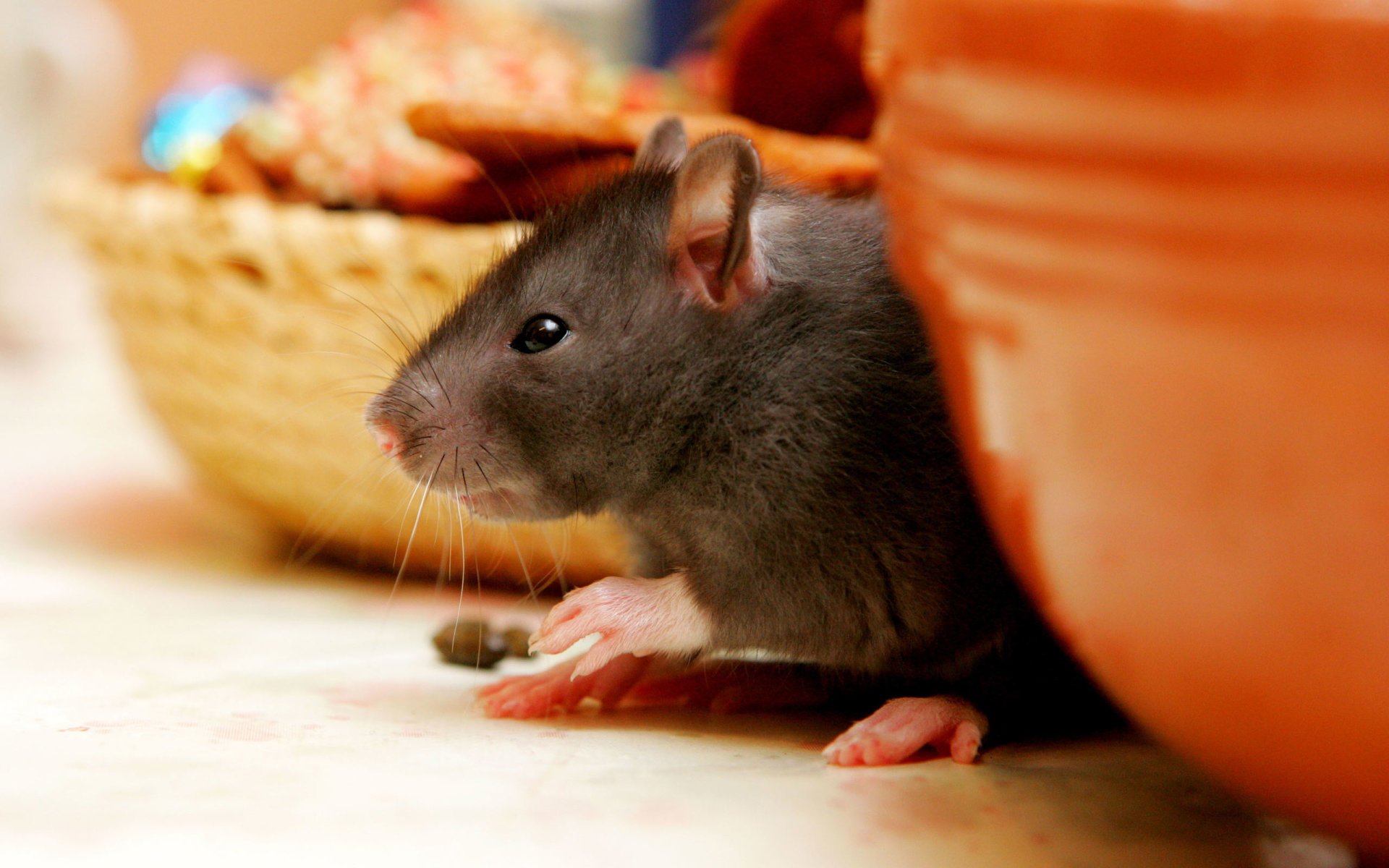 Rainbow Pest Control Inc Pest Control Emporia, KS