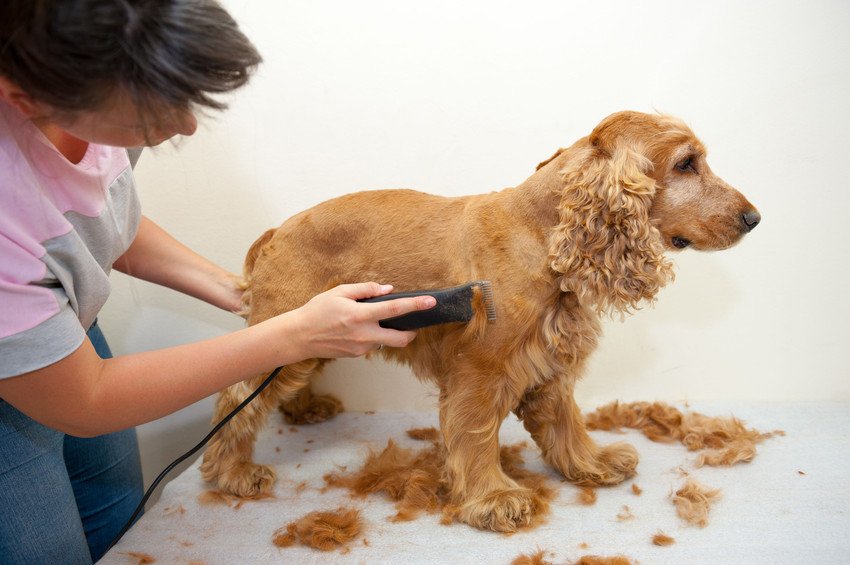 Canine Corner Pet Grooming Services Sun Prairie, WI