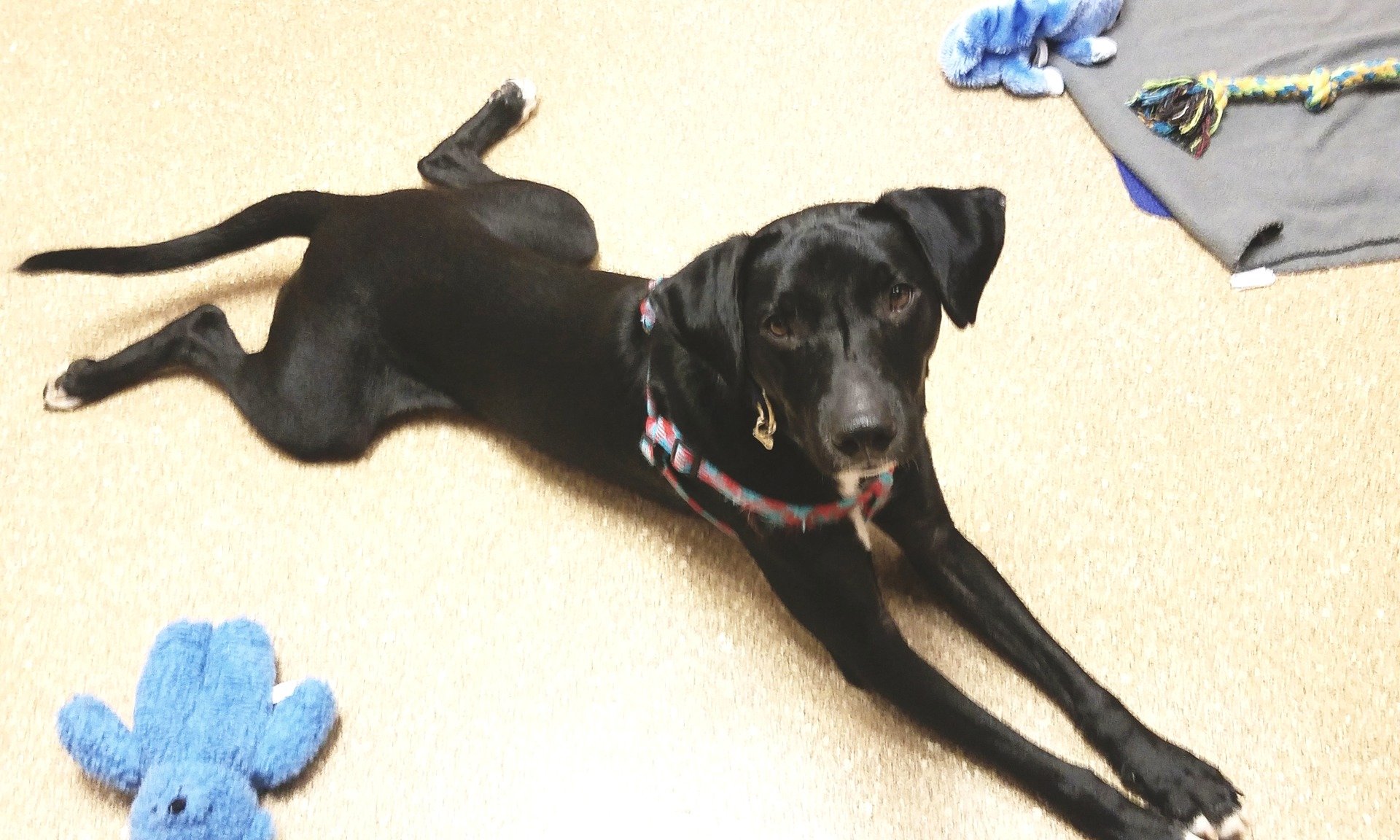 Animal Medical Center Of Middletown Vet Louisville, KY