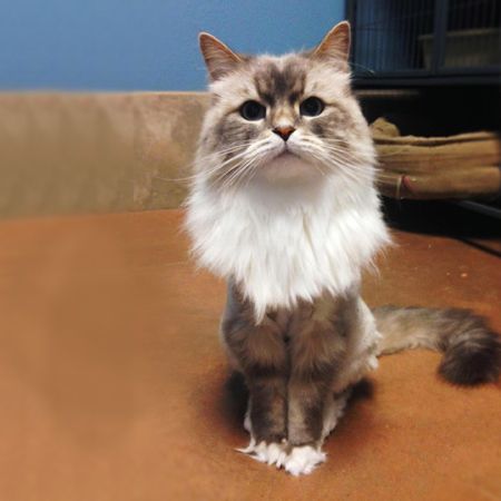 siberian cat haircut