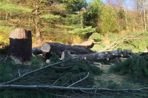 Beare Tree Service | Lawn Care Services | Erieville, NY