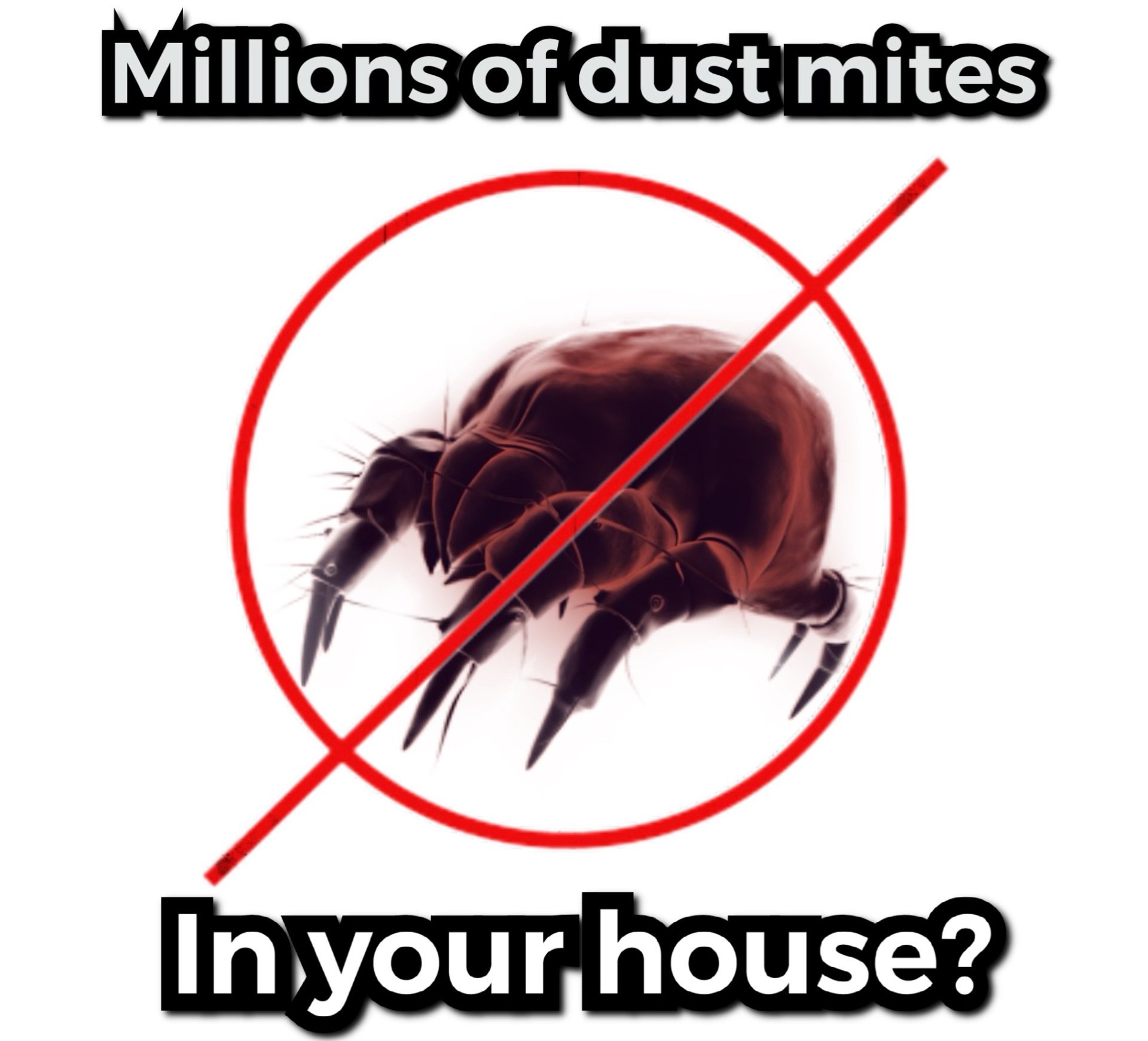 Dust Mites
