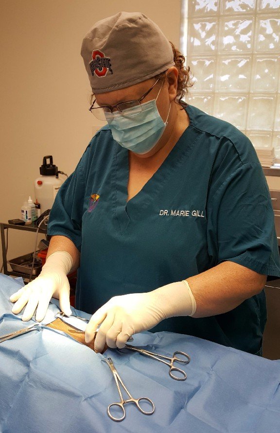 Small Animals Veterinary Care Canonsburg, PA