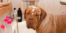 Veterinary Animal Hospital Richmond Veterinarians Fort Bend County Sugar Land Texas Tx Greatwood Veterinary Hospital