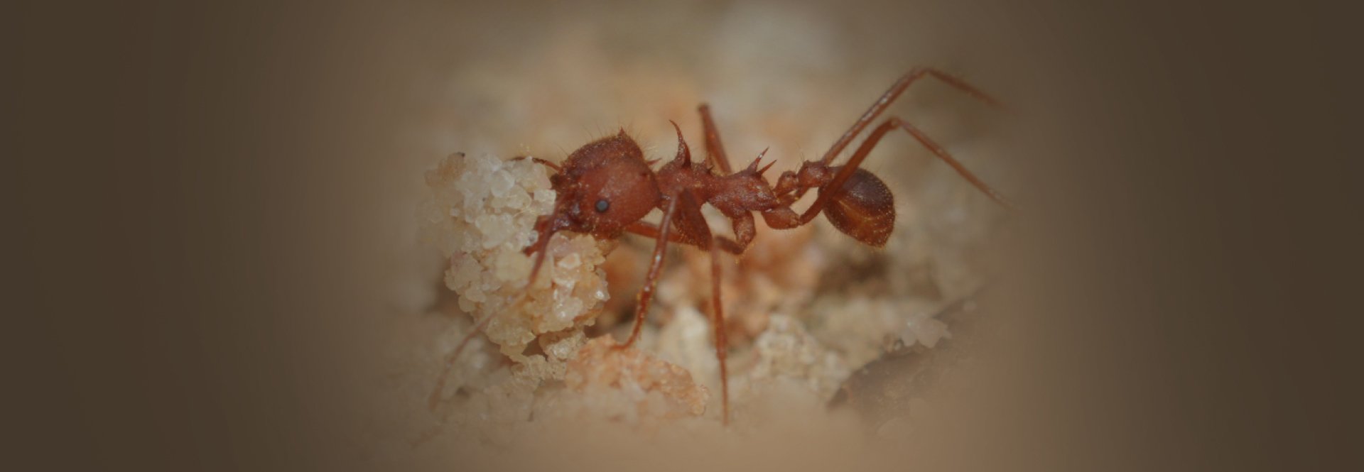 Ant
