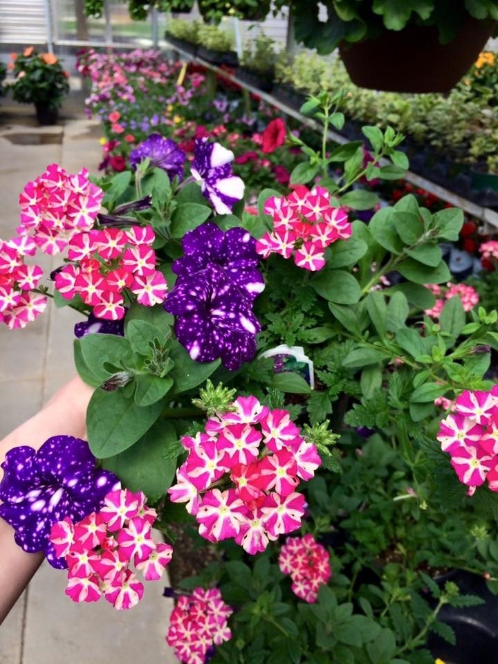 Hartman's Towne & Country Greenhouse Nursery Manitowoc WI