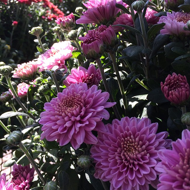 Hartman's Towne & Country Greenhouse Nursery Manitowoc WI