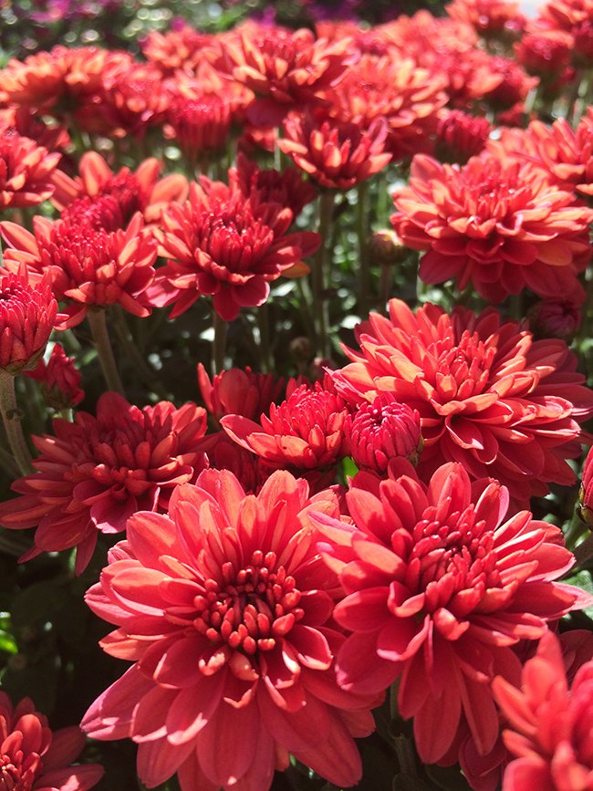 Hartman's Towne & Country Greenhouse Nursery Manitowoc WI