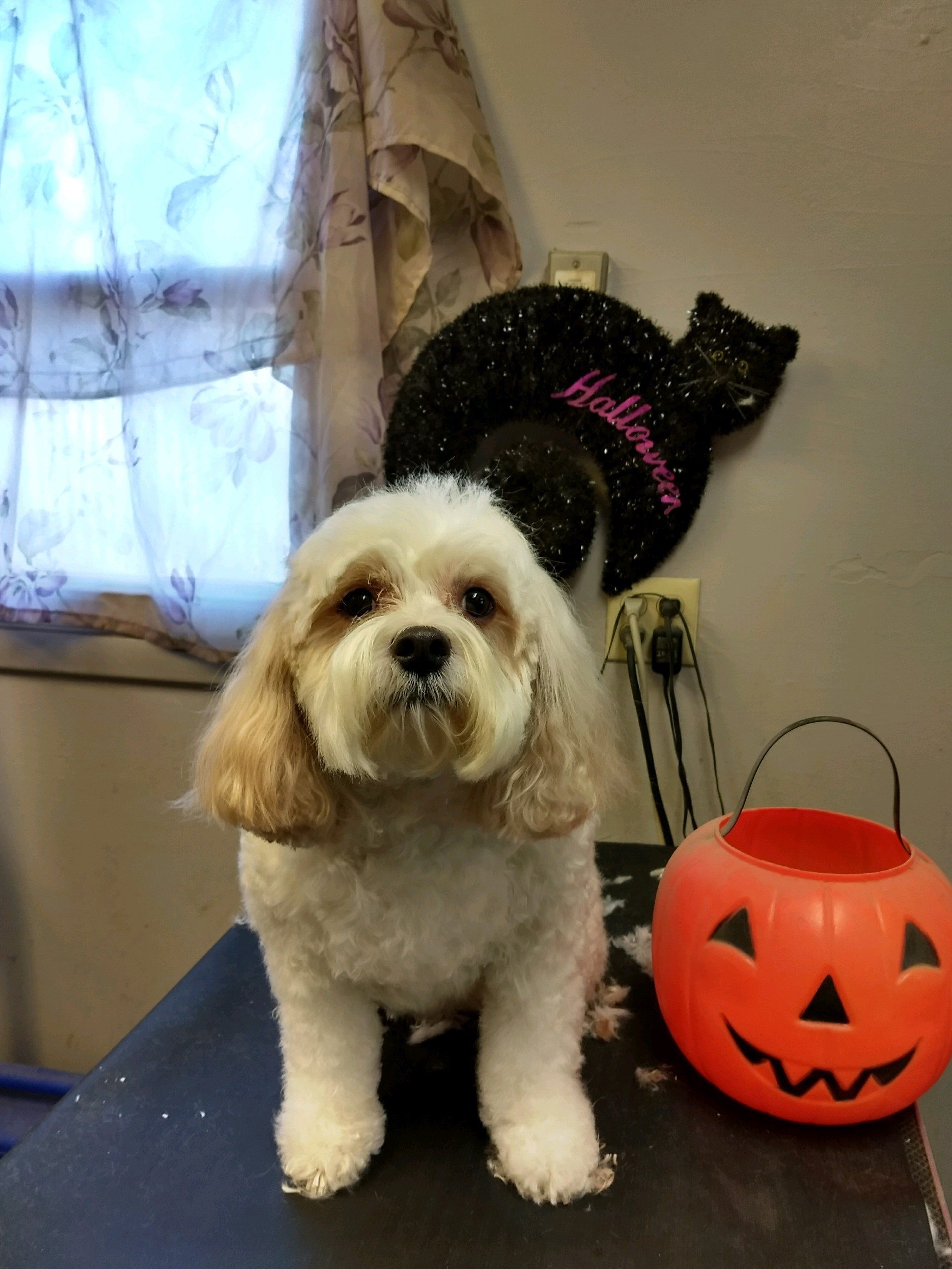 Waynedale Grooming Salon Inc Photo Gallery Fort Wayne, IN