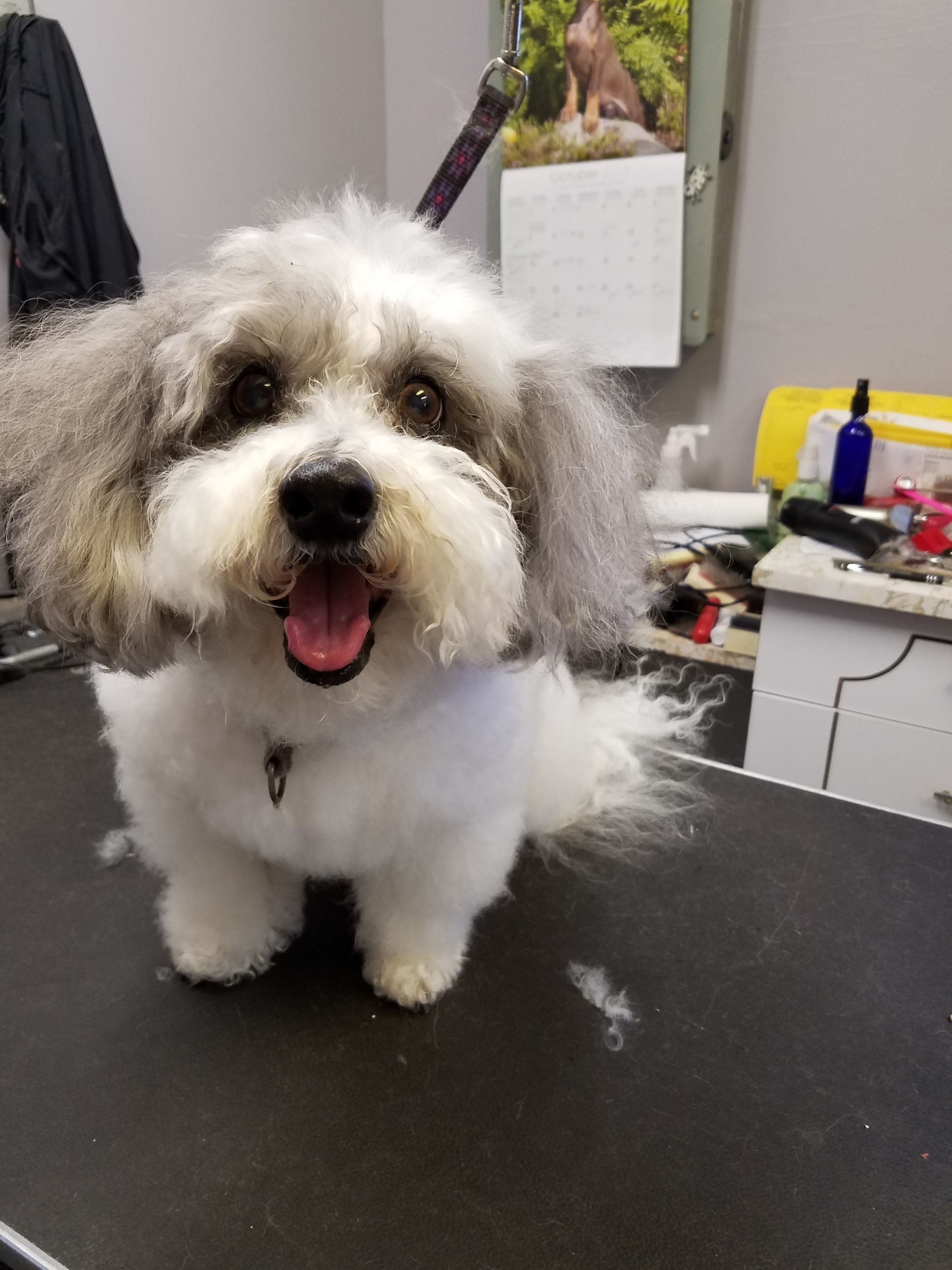 Waynedale Grooming Salon Inc Photo Gallery Fort Wayne, IN