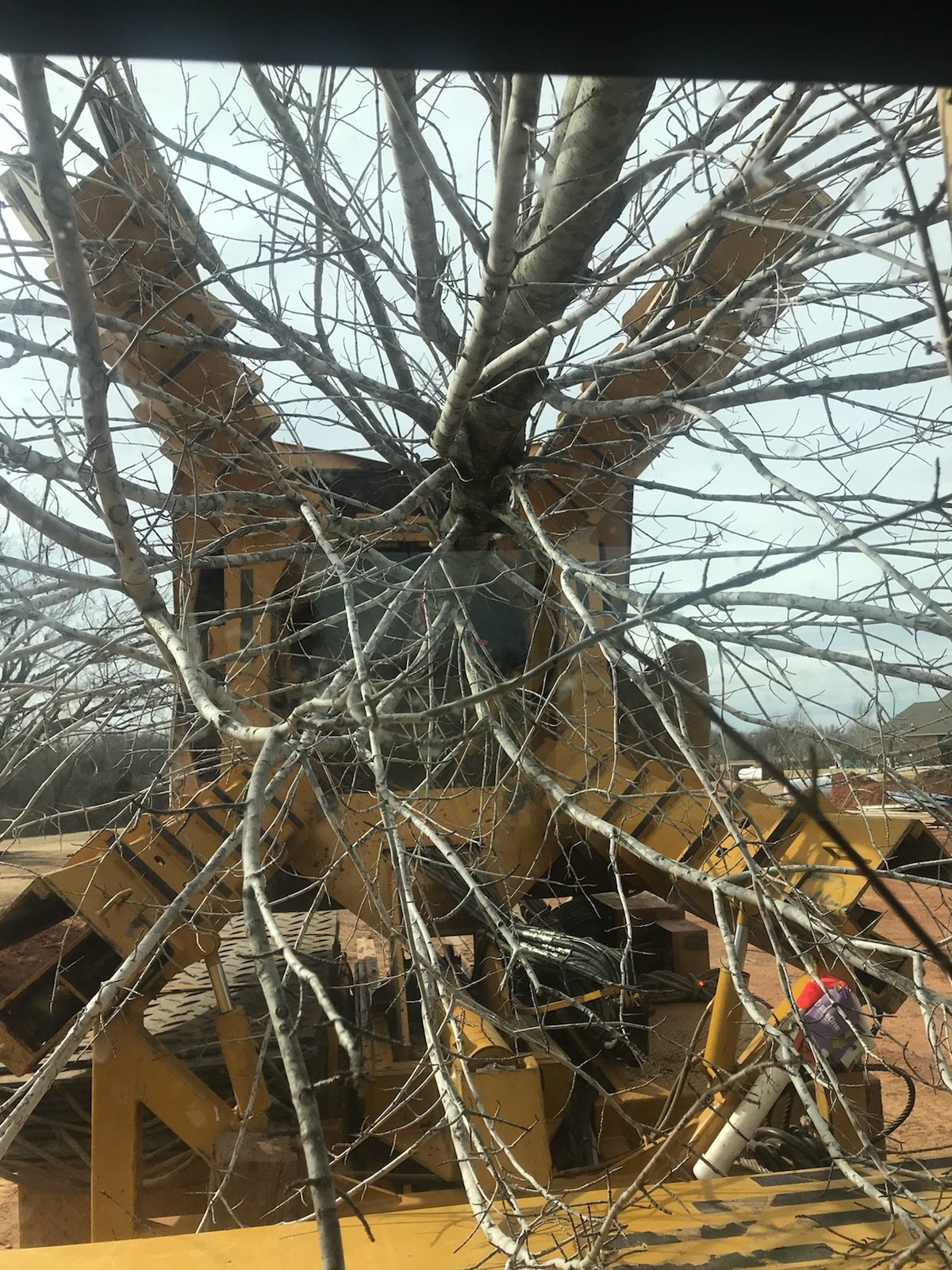 Big Tree Transplanting Photo Gallery Oklahoma City, OK