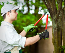 when do you trim a palm tree, Doral FL