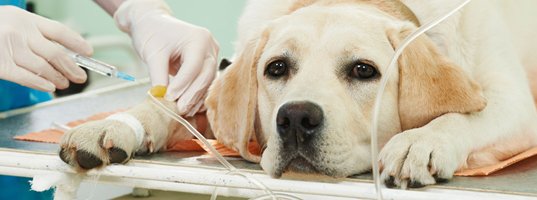 Pet Insurance Hospitalization Westbrook, CT