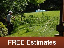 Tree Services - Rochelle, IL - A-1 Tree & Stump Removal