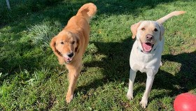 waggin tails pet resort